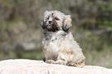 LHASSA APSO 064